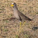 African Wattled Lapwing